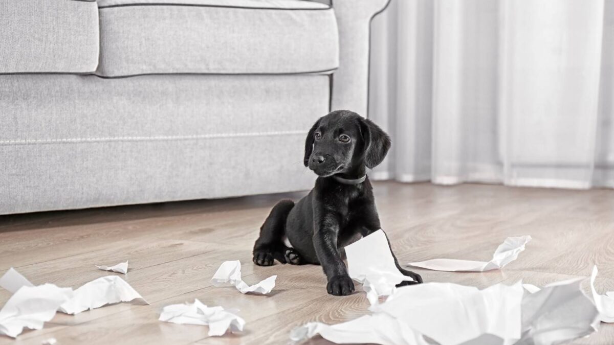 Pup tussen verscheurd papier in de woonkamer