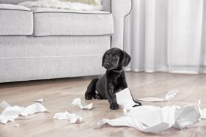 Pup tussen verscheurd papier in de woonkamer