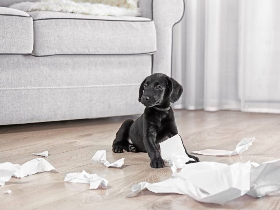 Pup tussen verscheurd papier in de woonkamer